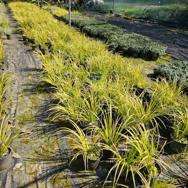 CAREX-SARI YAPRAKLI