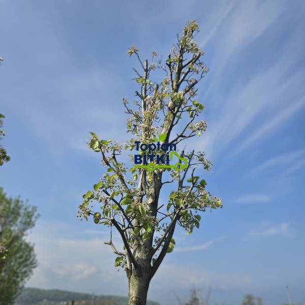 SÜS ARMUDU