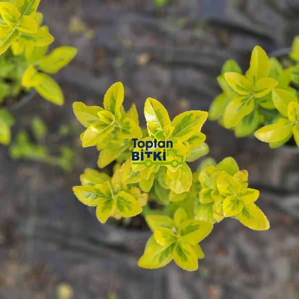 TAFLAN GOLD (ALTUNİ TAFLAN)
