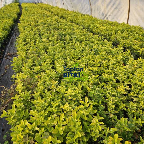 TAFLAN GOLD (ALTUNİ TAFLAN)