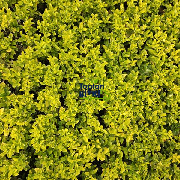 TAFLAN GOLD (ALTUNİ TAFLAN)