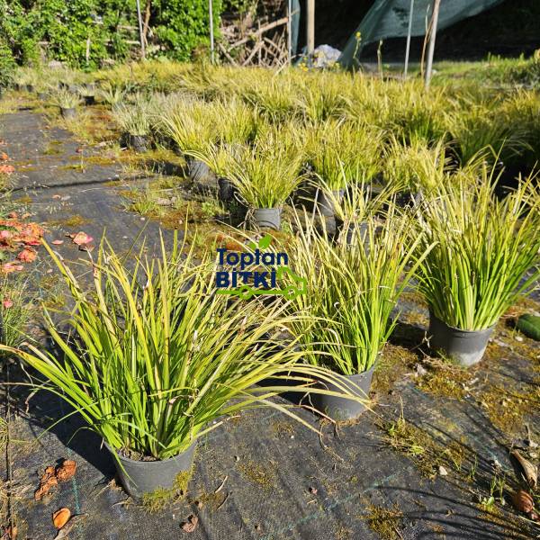 CAREX (ALTUNİ YAPRAKLI TERS)