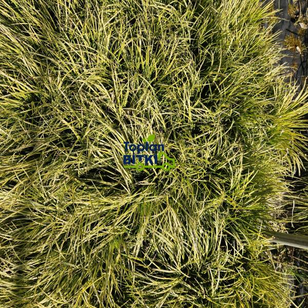 CAREX (ALTUNİ YAPRAKLI TERS)