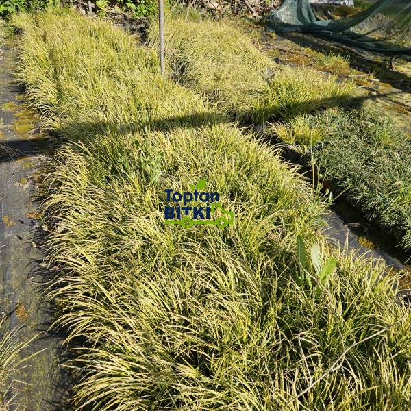 CAREX (ALTUNİ YAPRAKLI TERS)