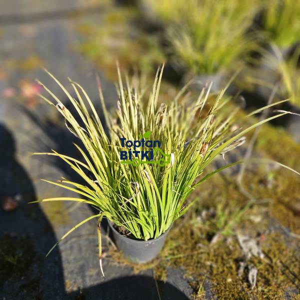 CAREX (ALTUNİ YAPRAKLI TERS)