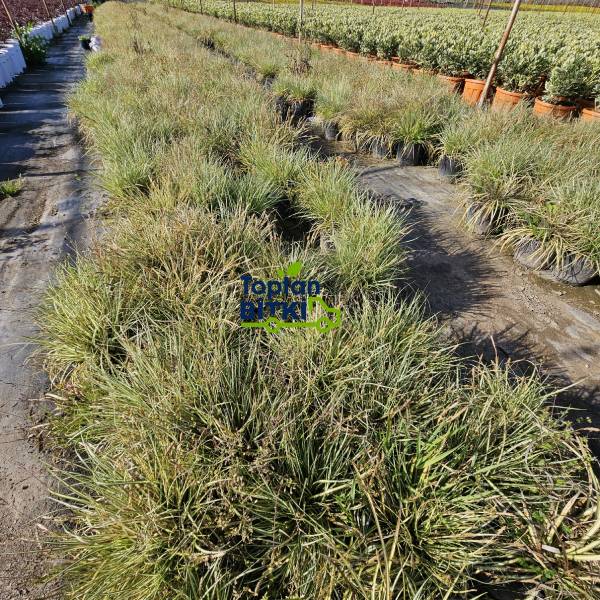 CAREX (ALTUNİ YAPRAKLI TERS)