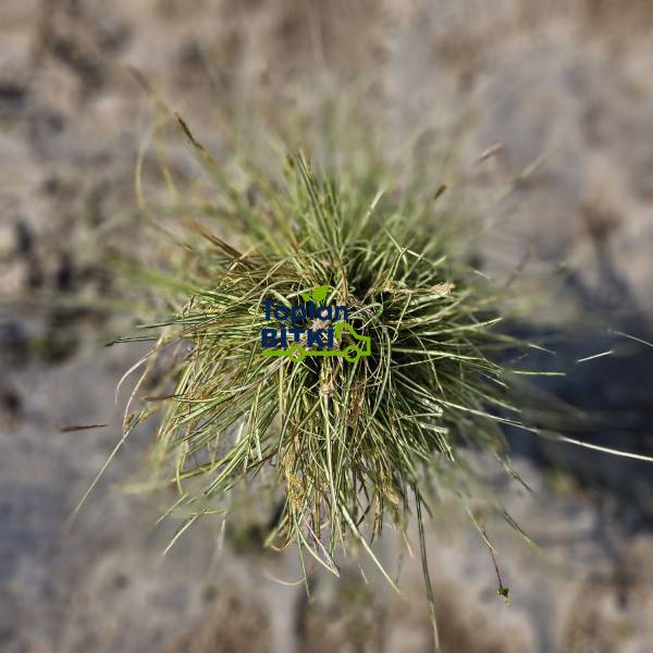 CAREX (ALTUNİ YAPRAKLI TERS)