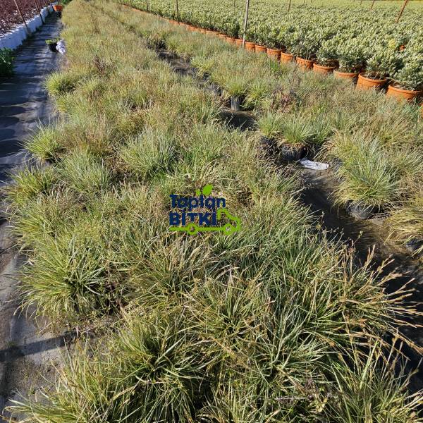 CAREX (ALTUNİ YAPRAKLI TERS)
