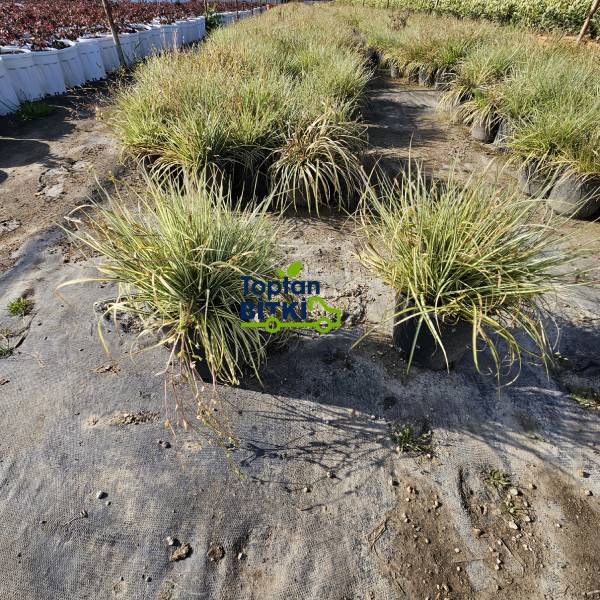 CAREX (ALTUNİ YAPRAKLI TERS)