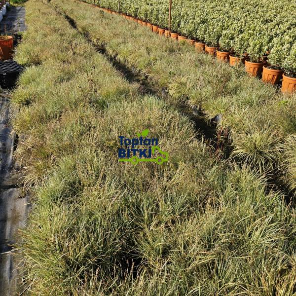 CAREX (ALTUNİ YAPRAKLI TERS)