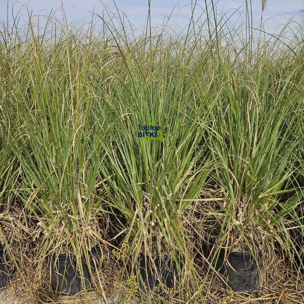 PAMPAS OTU (PEMBE)