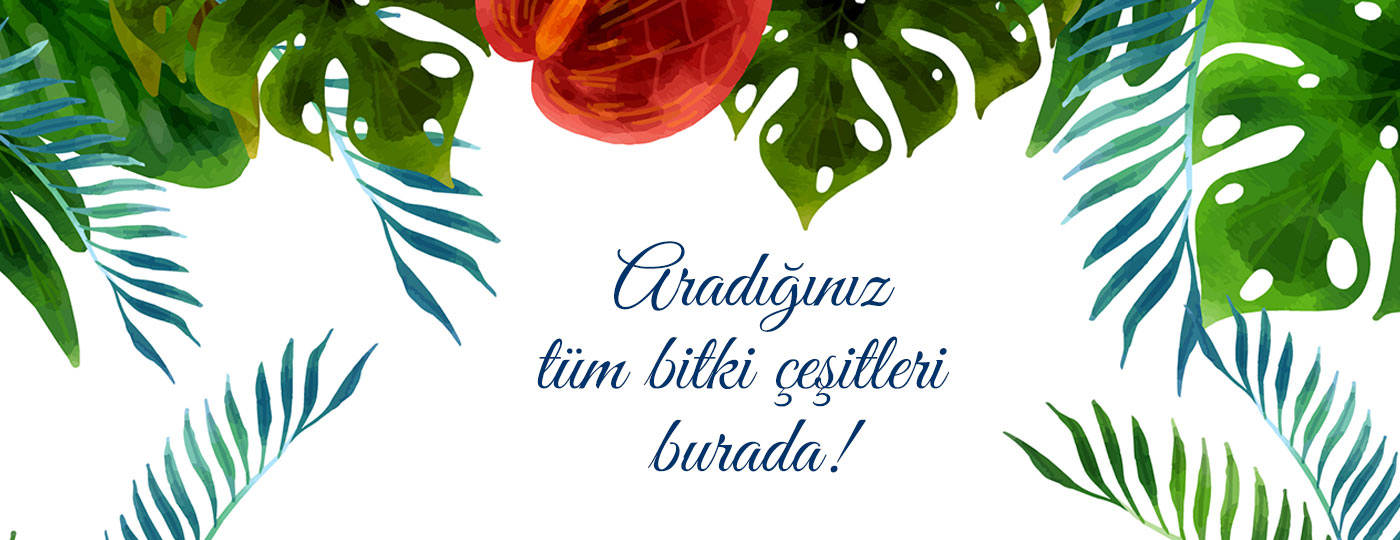 Aradığınız Tüm Bitki Çeşitleri Burada