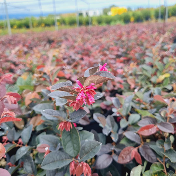 LOROPETALUM (FIRE  DANCE)