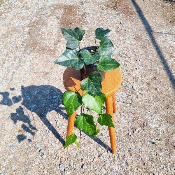 HEDERA (ORMAN SARMAŞIĞI)
