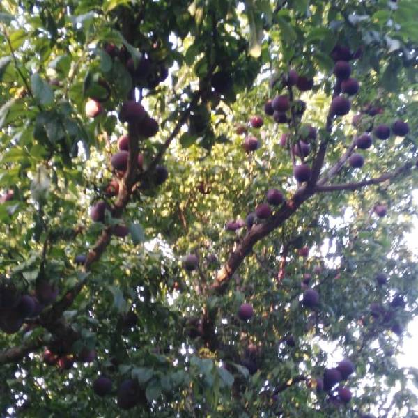 ERİK (ANJELİKA)