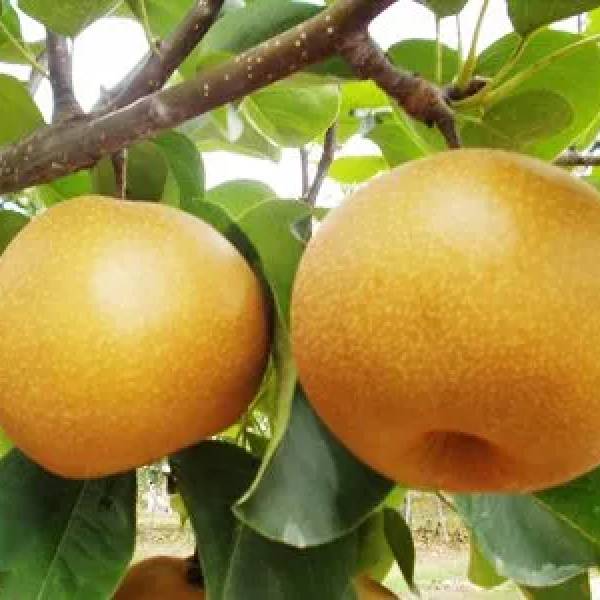 ARMUT (NAŞİ ARMUDU)