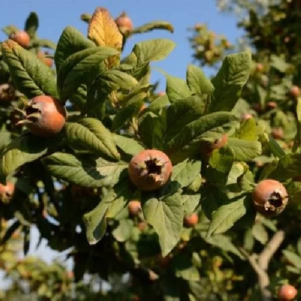 MUŞMULA (DÖNGEL)