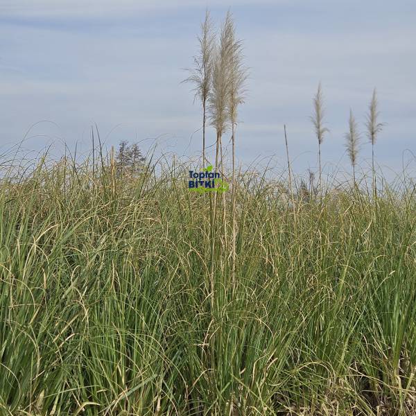 PAMPAS OTU (PEMBE) 