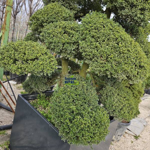 ILEX (BONSAİ FORMLU)