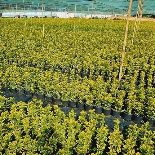 TAFLAN GOLD (ALTUNİ TAFLAN)
