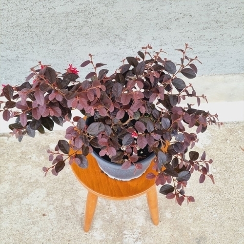 LOROPETALUM (FIRE  DANCE)