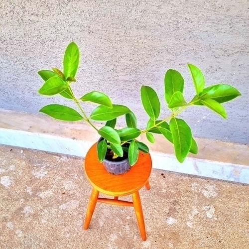 KARTOPU (YAĞLI KARTOPU)