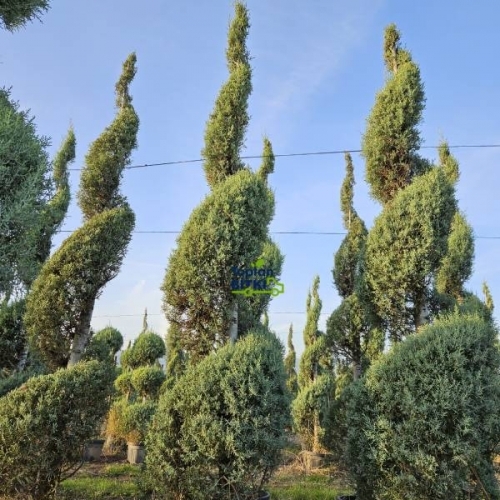 MAVİ SERVİ (SPİRAL AŞILI)