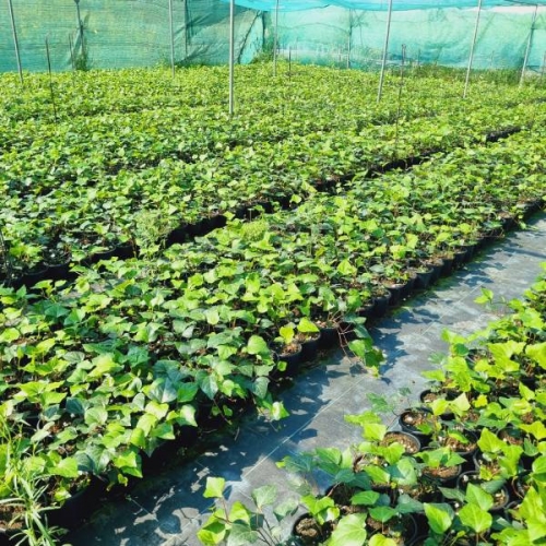 HEDERA (ORMAN SARMAŞIĞI)