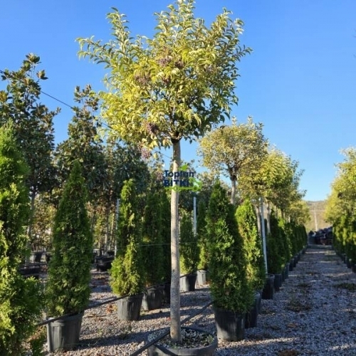 ALACALI LİGUSTRUM (ALACA YAPRAKLI JAPON KURTBAĞRI)