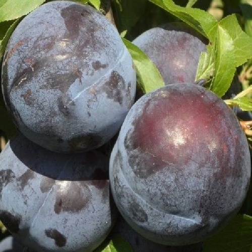 ERİK (ANJELİKA)