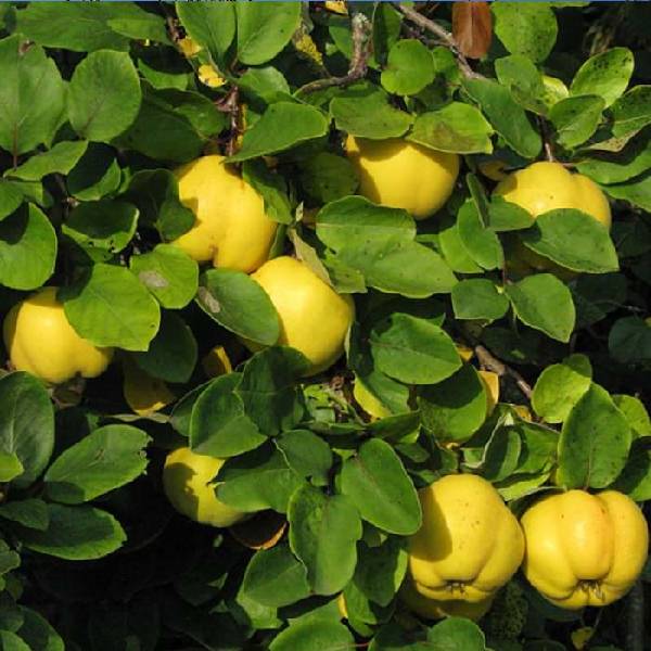 AYVA (EŞME)