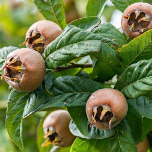 MUŞMULA (DÖNGEL)
