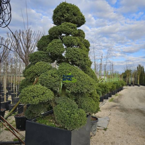 ILEX (BONSAİ FORMLU)