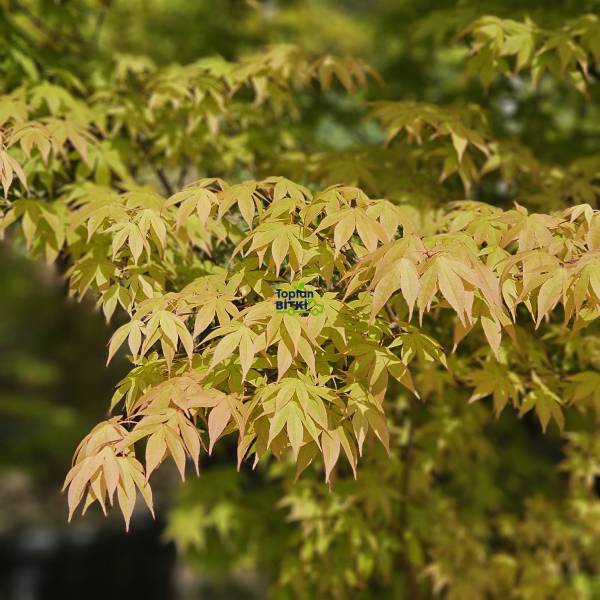 JAPON AKÇAAĞACI (ÇALI FORMLU)